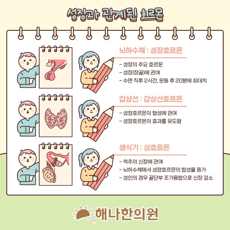 키 성장에 영향을 주는 성장호르몬의 기능